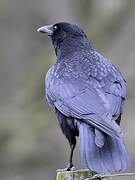 Carrion Crow