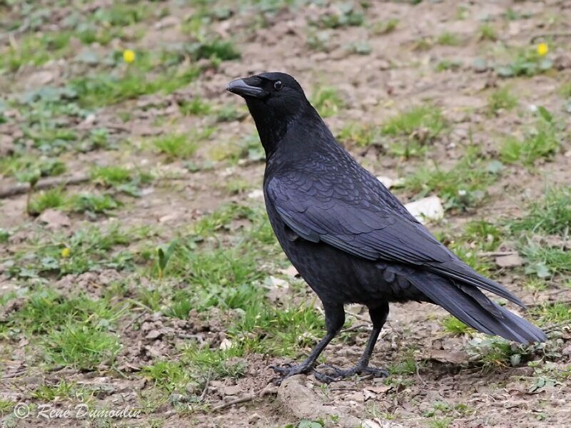 Carrion Crowadult, identification