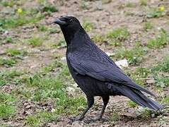 Carrion Crow