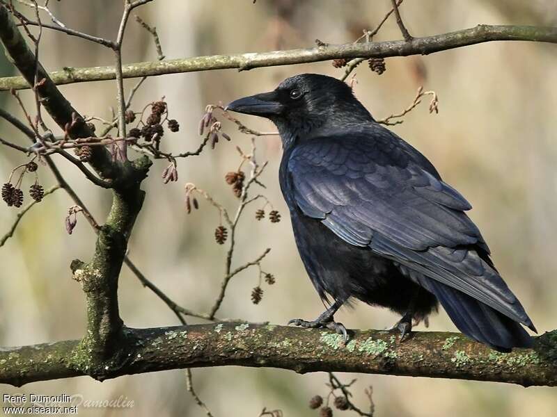 Carrion Crowadult, identification