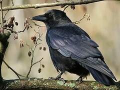 Carrion Crow