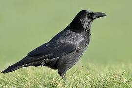 Carrion Crow