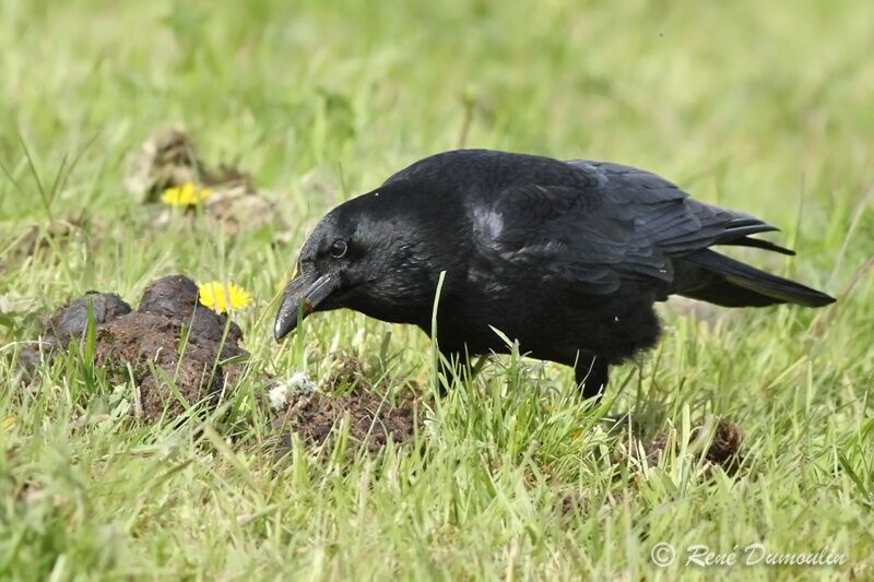 Corneille noireadulte, identification, mange