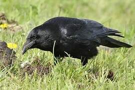 Carrion Crow