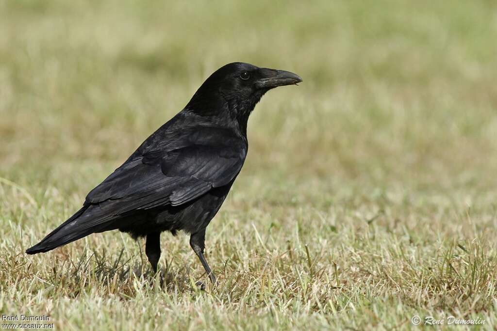 Carrion Crowadult, identification