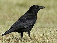 Carrion Crow