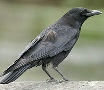 Carrion Crow