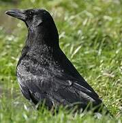 Carrion Crow