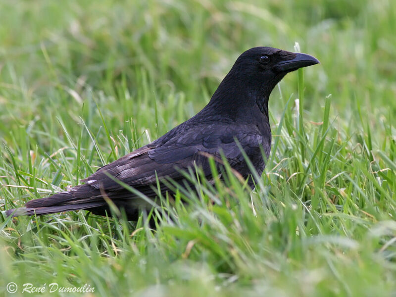 Carrion Crowadult