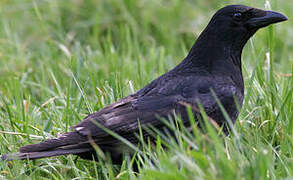 Carrion Crow