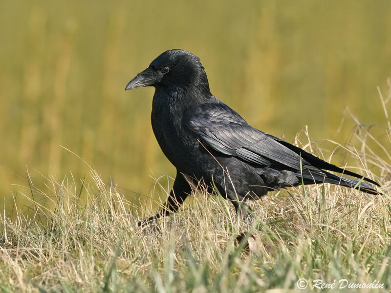 Carrion Crowadult