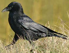 Carrion Crow