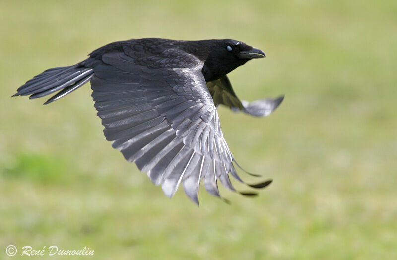 Carrion Crowadult