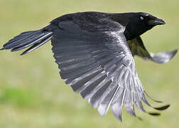 Carrion Crow