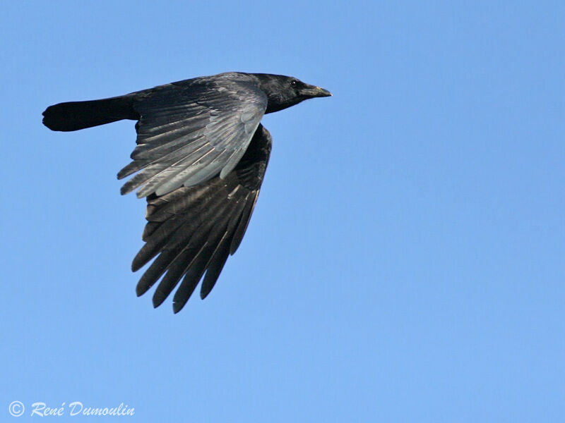 Carrion Crowadult