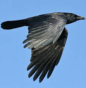 Carrion Crow