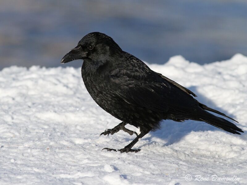 Carrion Crowadult, identification