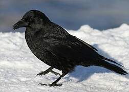 Carrion Crow