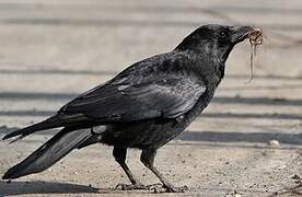 Carrion Crow