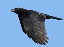 Carrion Crow