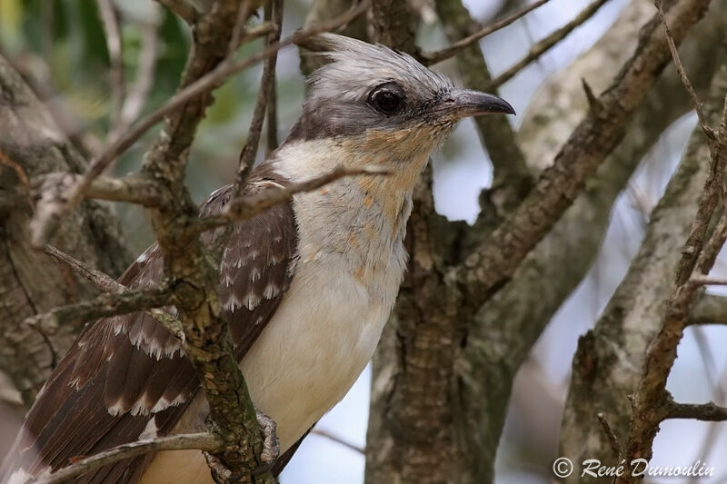 Great Spotted Cuckooadult, identification