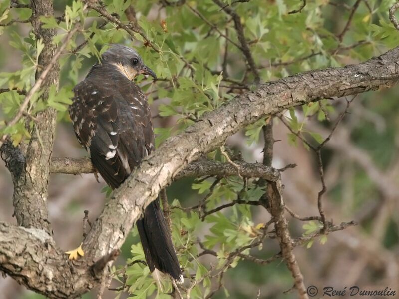 Great Spotted Cuckooimmature