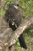 Great Spotted Cuckoo