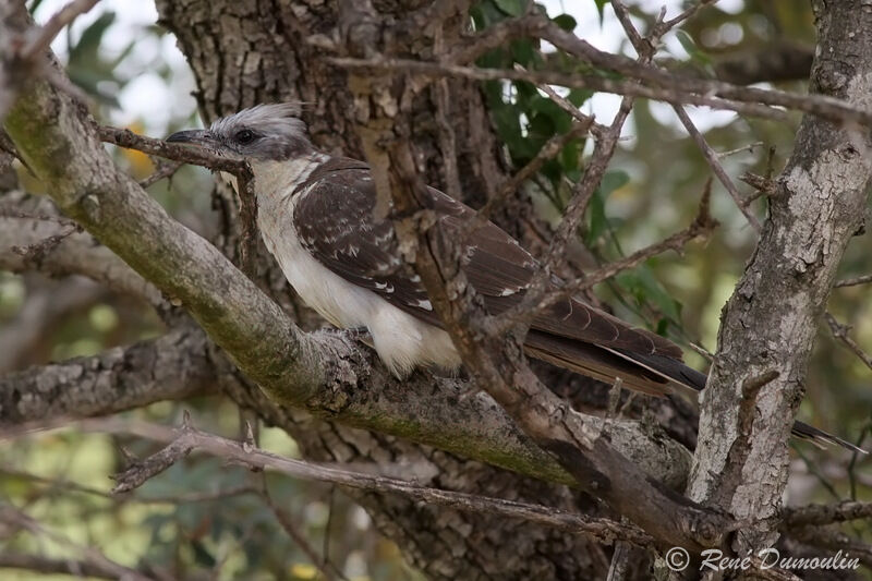 Coucou geai, identification