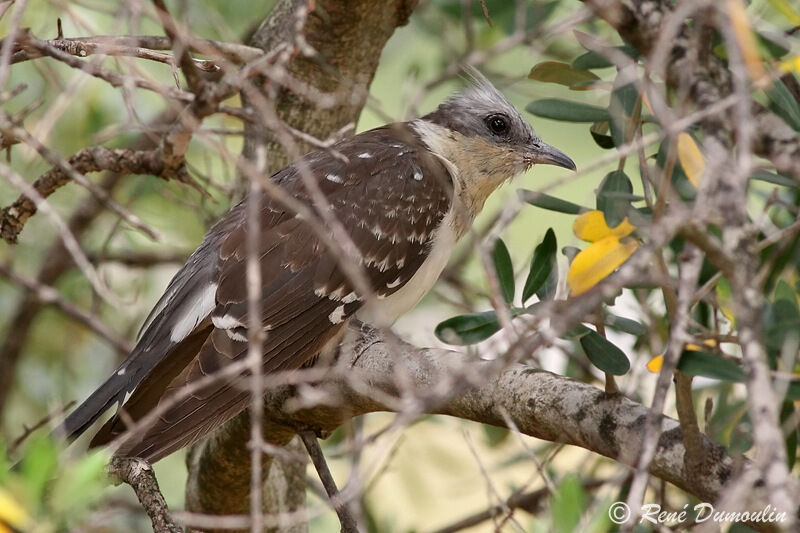 Great Spotted Cuckoo, identification