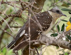 Great Spotted Cuckoo