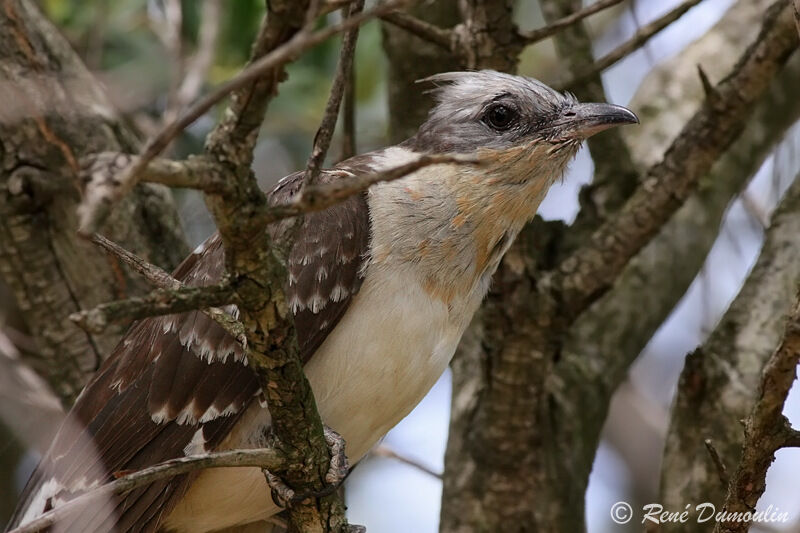 Great Spotted Cuckoo, identification