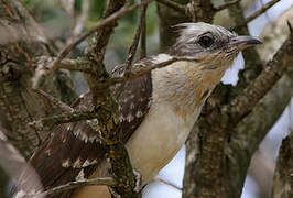 Great Spotted Cuckoo