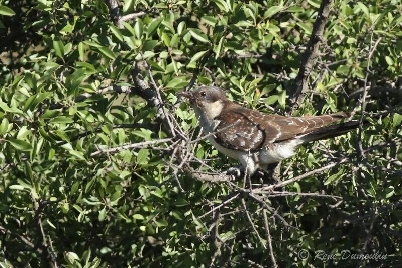 Great Spotted CuckooFirst year, identification