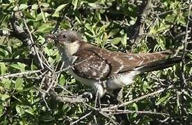 Great Spotted Cuckoo