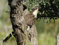 Great Spotted Cuckoo