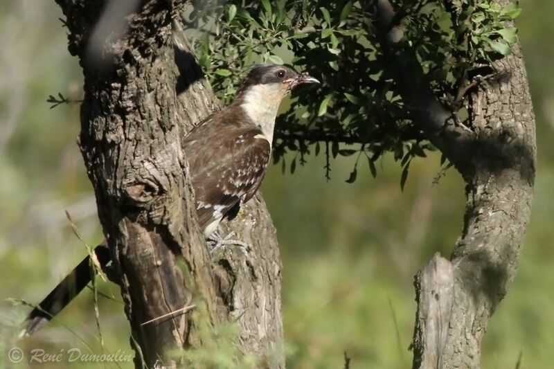 Great Spotted CuckooFirst year, identification