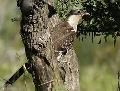 Great Spotted Cuckoo