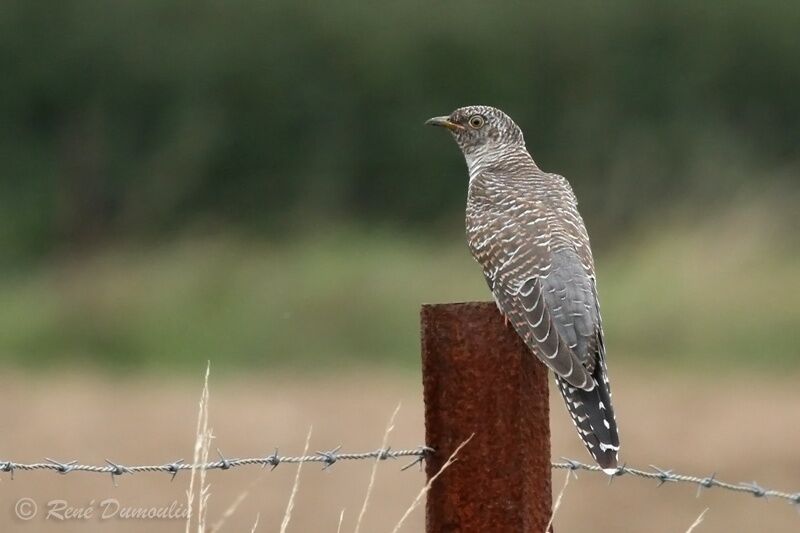 Common Cuckoojuvenile, identification