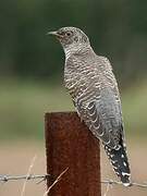 Common Cuckoo