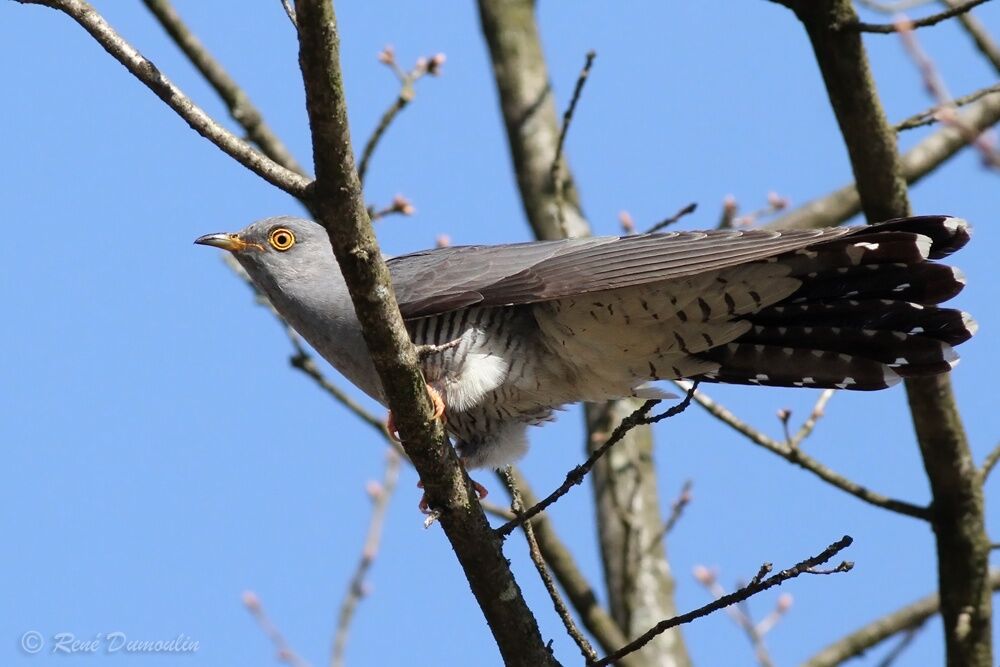 Coucou gris mâle adulte nuptial, identification