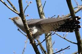 Common Cuckoo