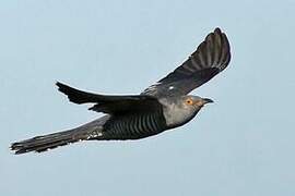 Common Cuckoo