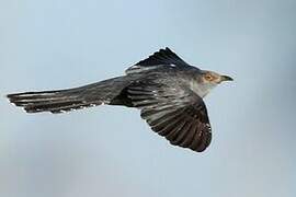 Common Cuckoo