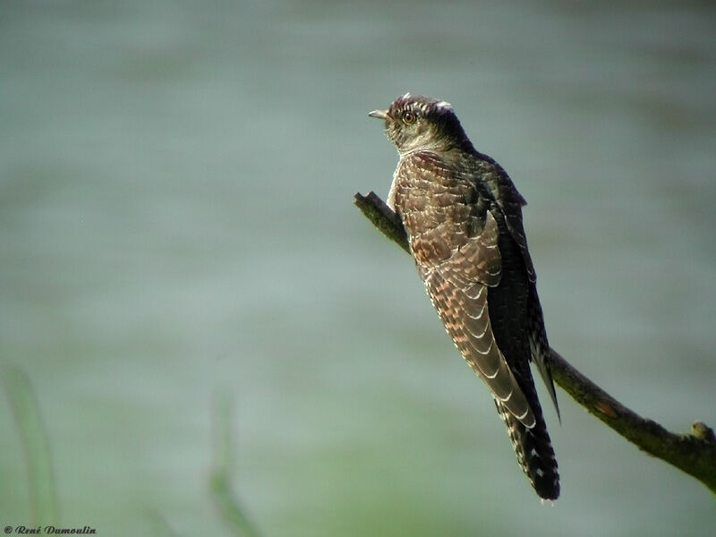 Common Cuckoo