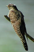 Common Cuckoo