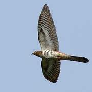 Common Cuckoo