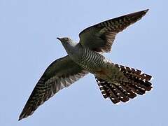 Common Cuckoo