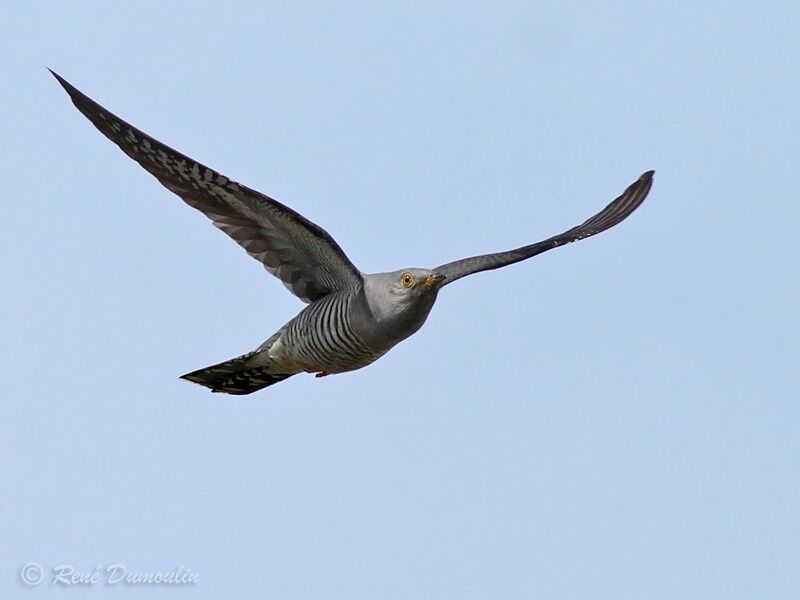 Common Cuckoo male adult, Flight