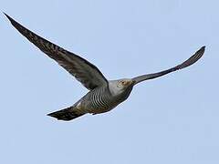 Common Cuckoo