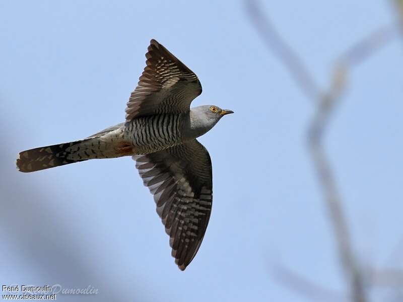 Common Cuckoo male adult, Flight